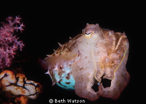 This cuttlefish image was taken in Lembeh.  Canon 5D MK I... by Beth Watson 